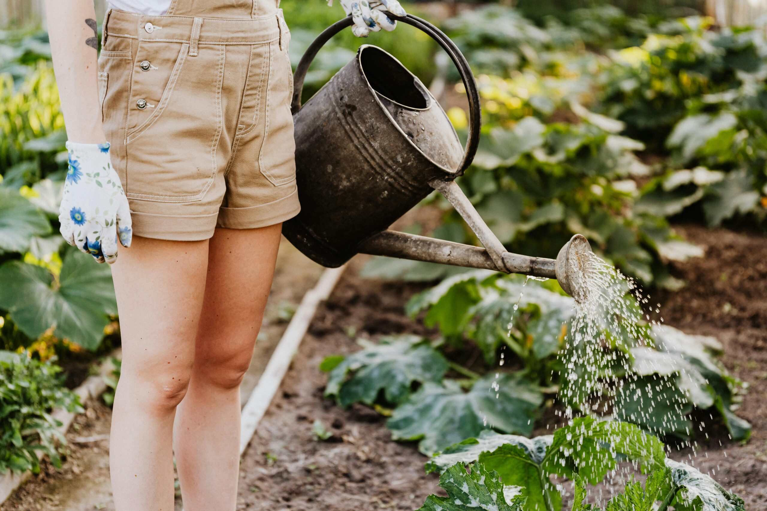 How to Plan a Low-Maintenance Garden in a Small Area