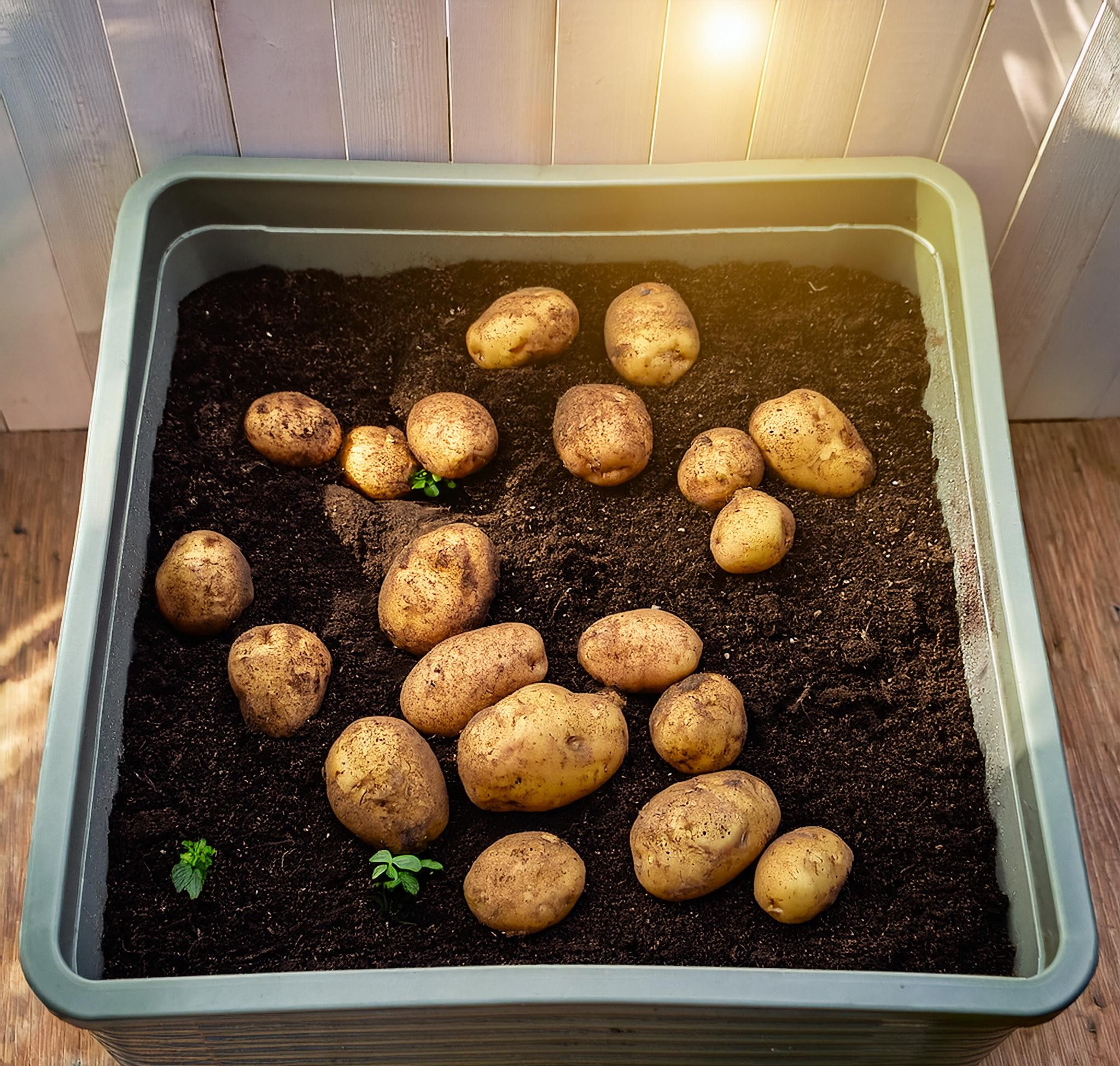 Growing Potatoes in Containers at Home with a Single Potato