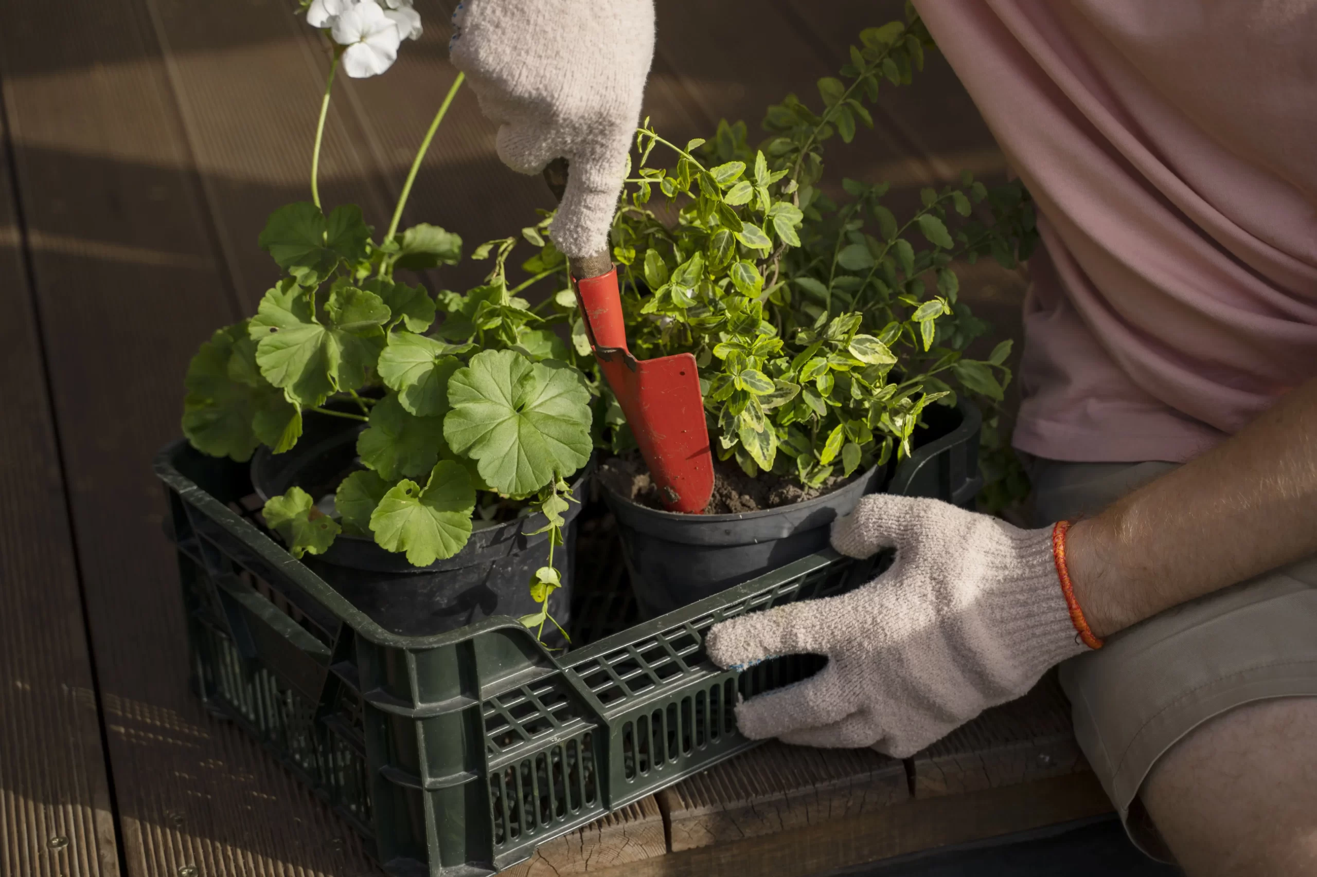 Explore 10 easy plants for container gardening in small spaces. This beginner's guide will help you create a thriving garden effortlessly.