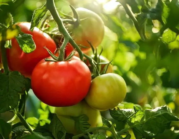 7 Expert Tips to Grow Juicy and Flavorful Tomatoes