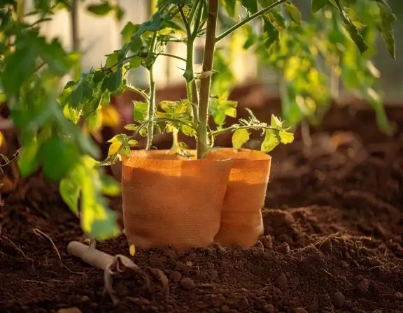 7 Expert Tips to Grow Juicy and Flavorful Tomatoes